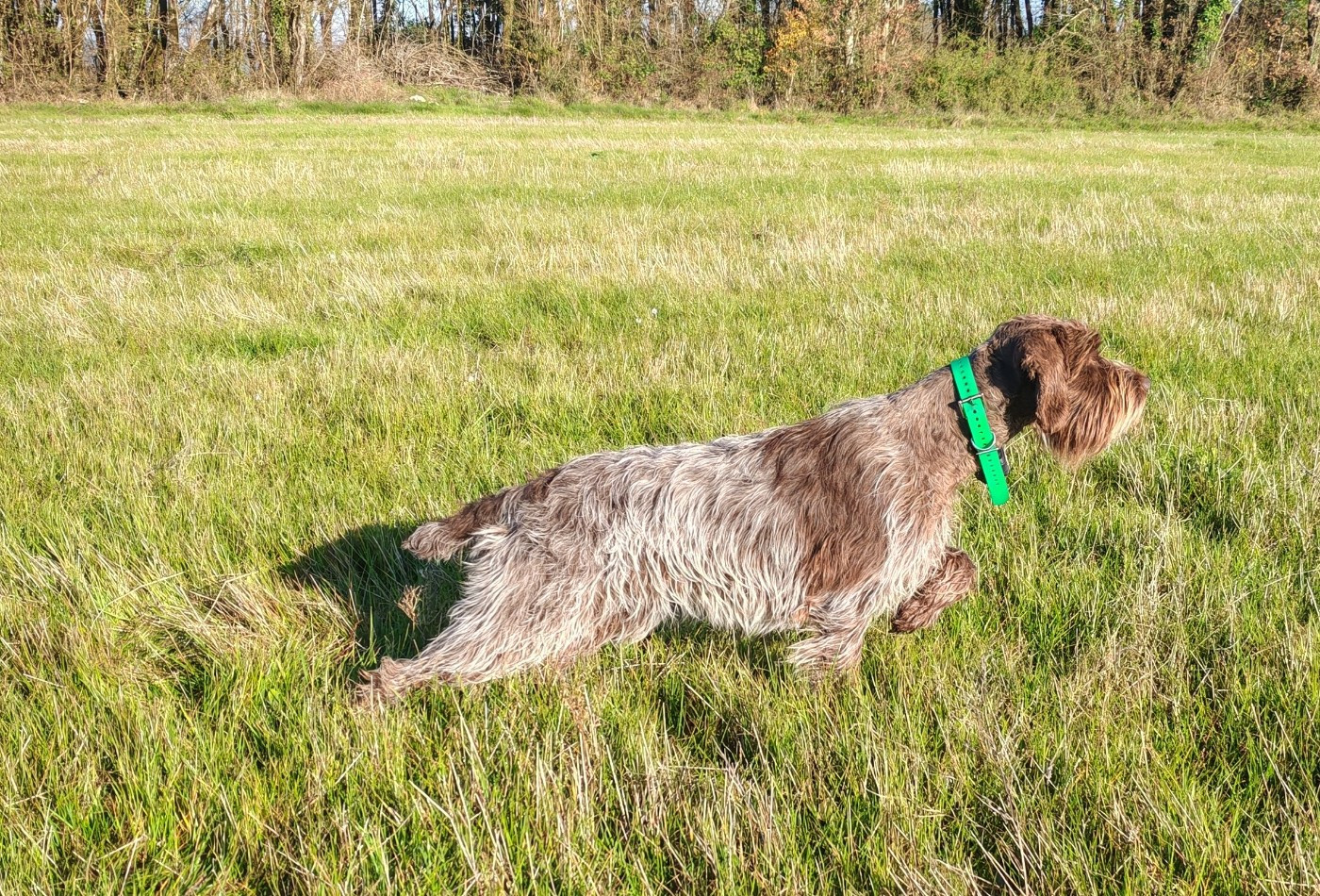 TR. Unick Des Cartouches Dorees