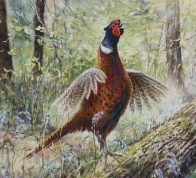 UNICK des Cartouches Dorée Excellent à FOUQUEURE le 04.11.2025