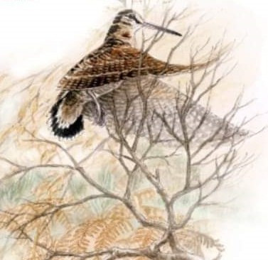 Des Cartouches Dorees - ORCILA des Cartouches Dorées 1 ère Excellent à INGUINIEL