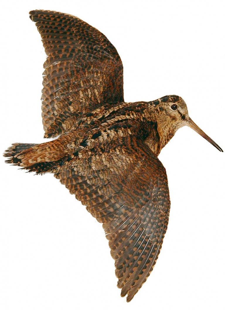 Des Cartouches Dorees - ORCILA des Cartouches Dorées 2éme Excellent à KERGRIST-MOELOU