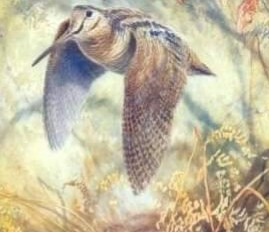 ORCILA des Cartouches Dorées 1 ère Excellent à LUNAS