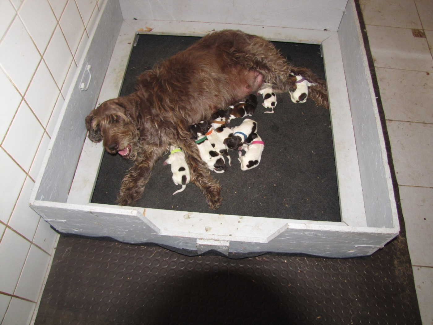 Naissance des chiots de ORCILA des Cartouches Dorées et ULYSSE Sous la Plume de Chez Millet