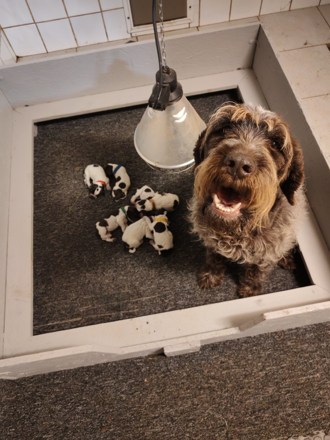 Chiot Griffon d'arrêt à poil dur Korthals Des Cartouches Dorees