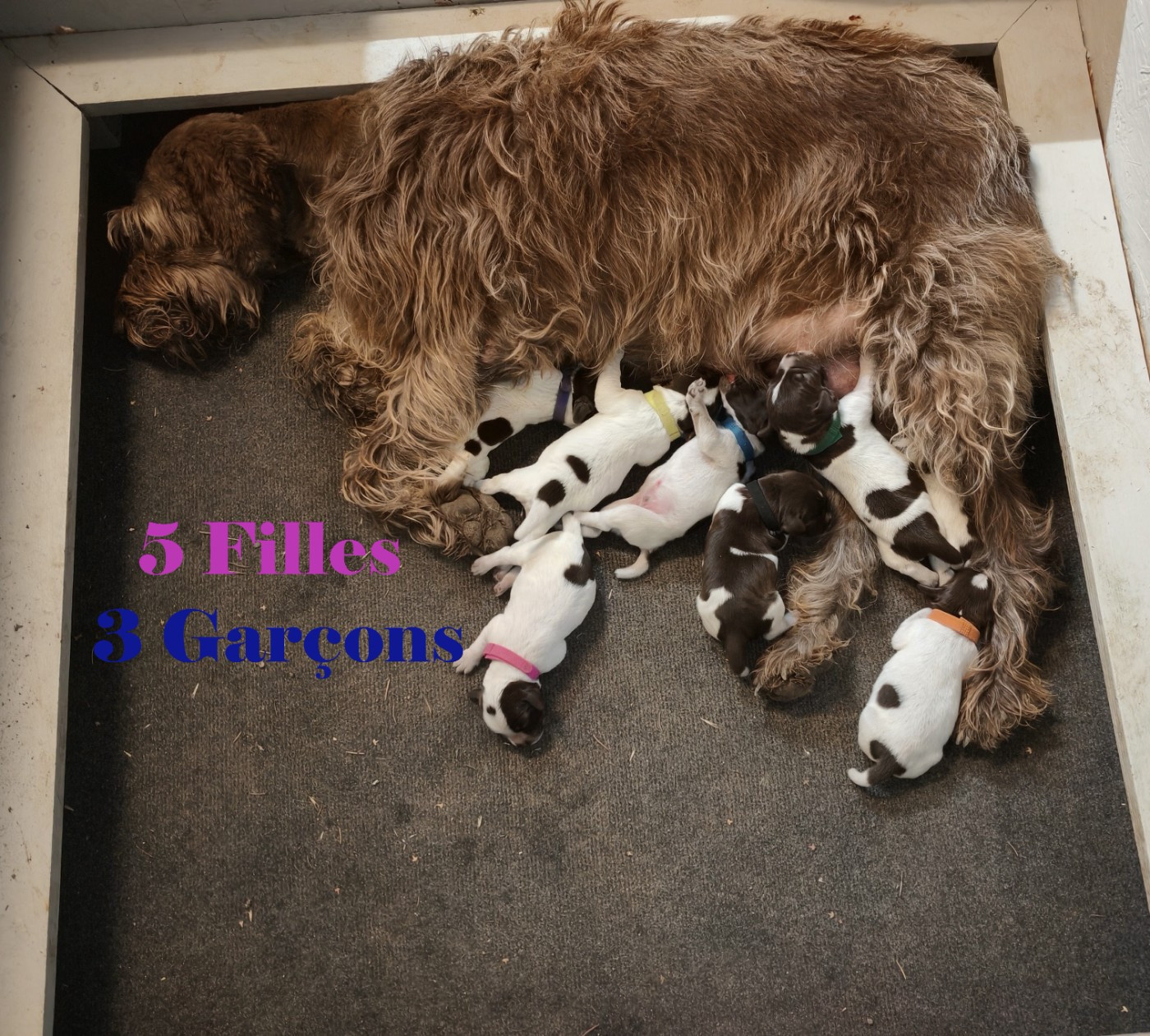 Chiot Griffon d'arrêt à poil dur Korthals Des Cartouches Dorees