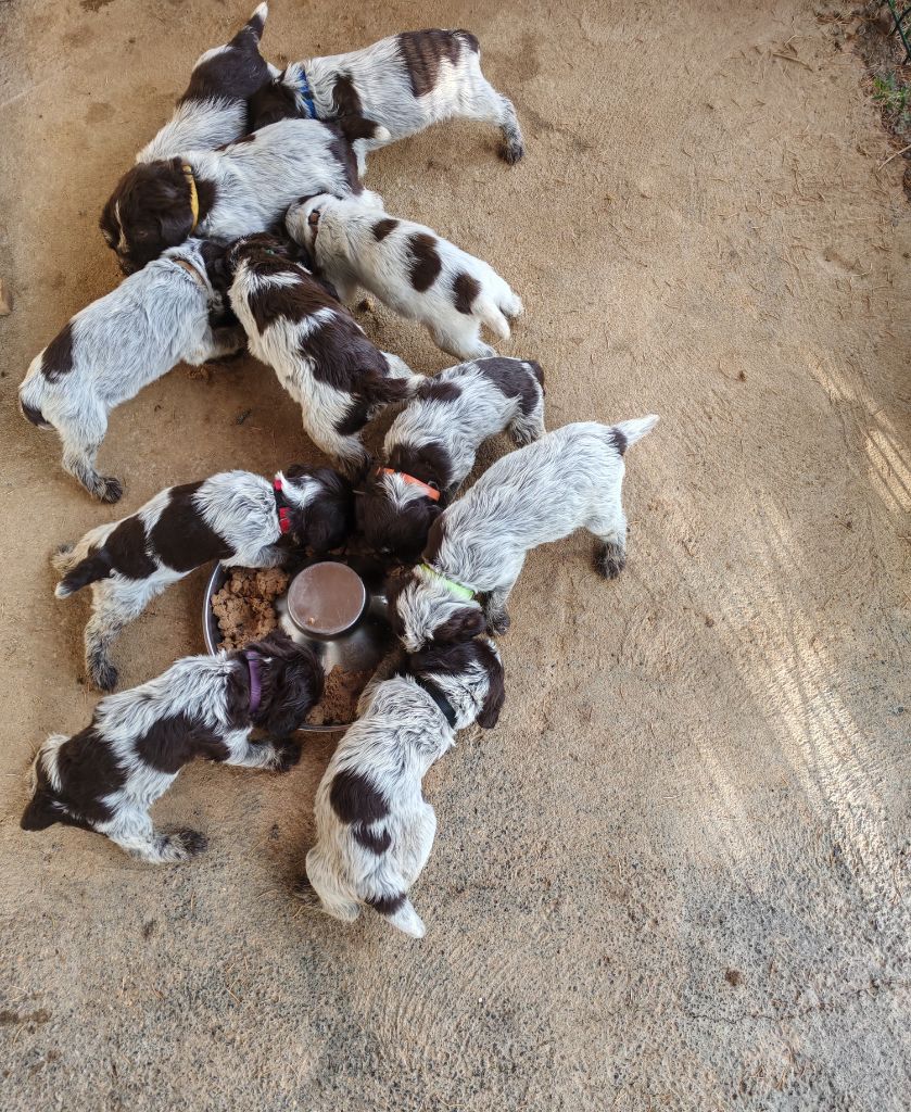 Chiot Griffon d'arrêt à poil dur Korthals Des Cartouches Dorees